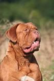 DOGUE DE BORDEAUX 464